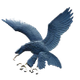 ADMU老鹰女篮 Logo